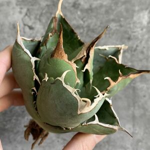 【IR2717】【極上SS級！！高級株！ イラン産 ◆ アガベ チタノタ ローズ ◆】Agave titanota ' Rose '