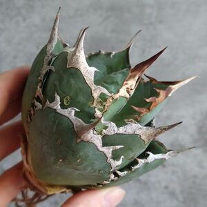 【D1424】在庫わずか！！SS級極上ボールタイプ！！【極上ノンネーム チタノタ！強棘 ボール株！！】agave titanota アガベ チタノタ