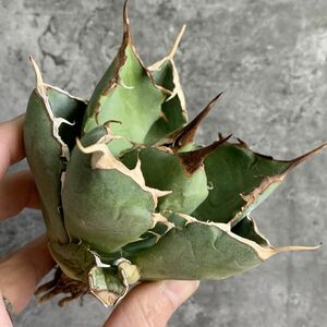 【IR2728】在庫わずか！！【極上SS級！！高級株！ イラン産 ◆ アガベ チタノタ ローズ ◆】Agave titanota ' Rose '