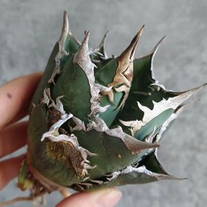 【D1434】在庫わずか！！SS級極上ボールタイプ！！【極上ノンネーム チタノタ！強棘 ボール株！！】agave titanota アガベ チタノタ