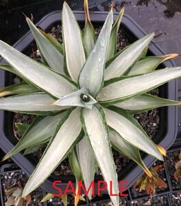 【F8102】超希少品種 アガベ デスメティアナ クイックシルバー Agave 'desmettiana Quick silver'