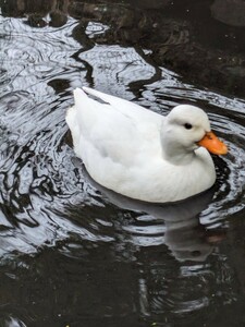  call datsuk( pure-white ). egg ( have . egg ) 4 piece meal for 