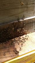 日本蜜蜂　自然群_画像3