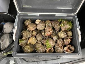 [ free shipping ] striped beakfish isigaki large .! freezing hermit crab 60 piece (. attaching ) fishing bait 