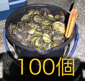 冷凍マツバ貝100個　石鯛　イシガキダイ　黒鯛　釣り餌　ジンガサ　カサガイ