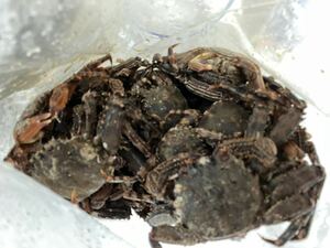 【送料無料】冷凍ショウジンガニ 1.5kg (約45匹) 石鯛　石垣鯛　黒鯛　釣り餌　マガニ