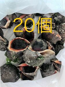 [ free shipping ] freezing a crab si.20 piece striped beakfish isigaki large black sea bream fishing bait 