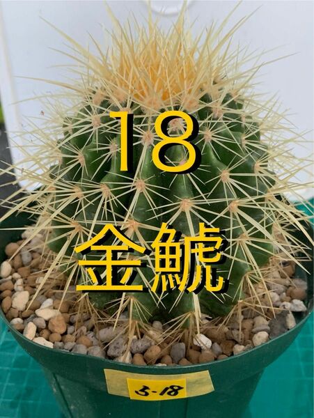 18 金鯱 鉢付　Echinocactus grusonii