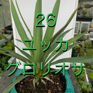 26 ユッカ　グロリオサ　ポット付　Yucca gloriosa