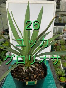 26 ユッカ　グロリオサ　ポット付　Yucca gloriosa