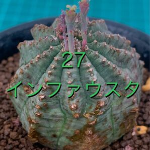 27 ユーフォルビア　インファウスタ　鉢付　Euphorbia infausta