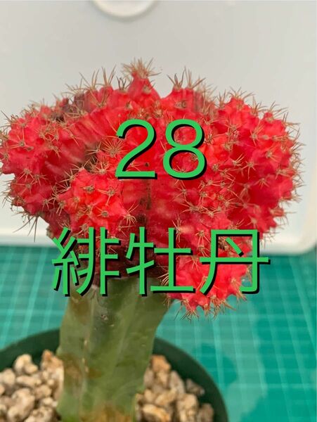 28 緋牡丹　鉢付　Gymnocalycium mihanovichii