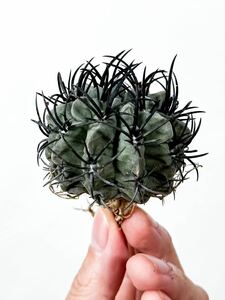 1 Eriosyce paucicostata エリオシケ パウキコスタータ ( コピアポアと同じ自生地 チリ原産の黒刺が魅力的な美サボテン 塊根植物 多肉植物