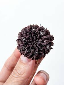 11 Eriosyce occulta 雷頭玉 エリオシケ オクルタ ( コピアポアと同じ自生地 チリ原産の黒紫肌の美種 サボテン 塊根植物