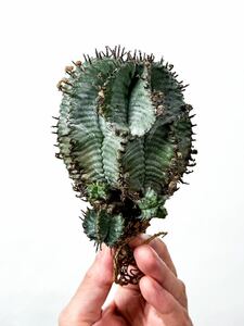 1 Euphorbia horrida white ユーフォルビア ホリダ 白衣 ( サボテン 多肉植物 塊根植物 パキポディウム アガベ