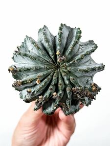 4 Euphorbia horrida white ユーフォルビア ホリダ 白衣 ( サボテン 多肉植物 塊根植物 パキポディウム アガベ