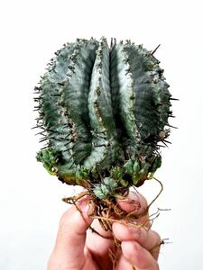 8 Euphorbia horrida white ユーフォルビア ホリダ 白衣 ( サボテン 多肉植物 塊根植物 パキポディウム アガベ