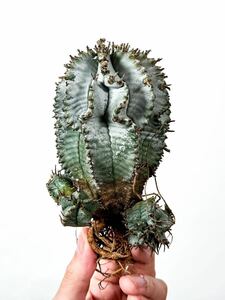 10 Euphorbia horrida white ユーフォルビア ホリダ 白衣 ( サボテン 多肉植物 塊根植物 パキポディウム アガベ