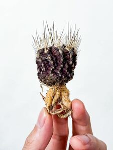 2 Eriosyce villosa エリオシケ 混乱玉 ( コピアポアと同じ自生地 チリ原産の黒紫肌の美種 サボテン 塊根植物