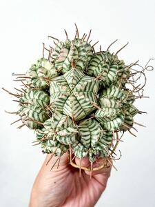 3 ユーフォルビア メロフォルミス錦 Euphorbia meloformis ( サボテン 多肉植物 塊根植物 コーデックス パキポディウム アガベ