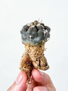 3 Gymnocalycium prochazkianum ギムノカリキウム プロチャズキアナム 表皮に白い粉をまとった美サボテン (多肉植物 塊根植物