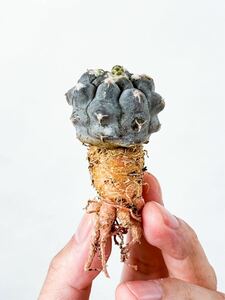 7 Gymnocalycium prochazkianum ギムノカリキウム プロチャズキアナム 表皮に白い粉をまとった美サボテン (多肉植物 塊根植物