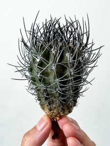 4 Eriosyce pulchella Neoporteria intermedia var. pulchella エリオシケ プルケラ ( コピアポアと同じ自生地 チリ原産 塊根植物 多肉植物