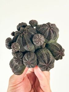 1 ユーフォルビア オベサ 仔吹きオベサ Euphorbia 見事な大株の仔吹きオベサです (多肉植物 塊根植物 パキポディウム アガベ パキプス