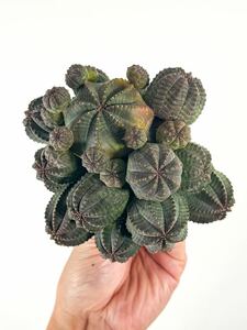 3 ユーフォルビア オベサ 仔吹きオベサ Euphorbia 見事な大株の仔吹きオベサです (多肉植物 塊根植物 パキポディウム アガベ パキプス