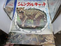 古い映画のポスター　B2サイズ　ジャングル・キャット　ウォルト・ディズニー　日本RKO　USED品40228_画像1