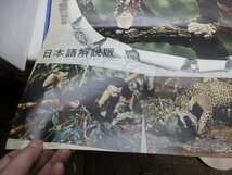 古い映画のポスター　B2サイズ　ジャングル・キャット　ウォルト・ディズニー　日本RKO　USED品40228_画像5