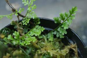 Teratophyllum cf lzonicum テラトフィラム　熱帯植物　クライマープランツ　パルダリウム
