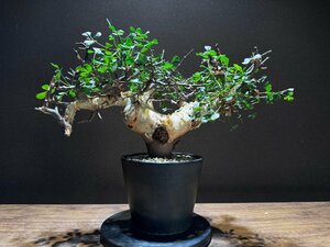 発根済株③ Commiphora kataf コミフォラ カタフ /@triad plants