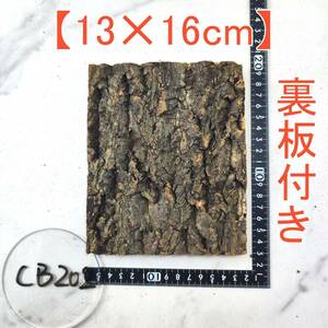 CB202[ reverse side board attaching 13×16cm] cork . leather cork board bar Gin cork free shipping chi Ran jia staghorn fern put on raw Ran amphibia reptiles 