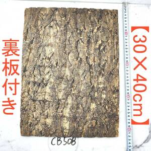 CB508[ reverse side board attaching 30×40cm] cork . leather cork board bar Gin cork free shipping chi Ran jia staghorn fern put on raw Ran amphibia reptiles 