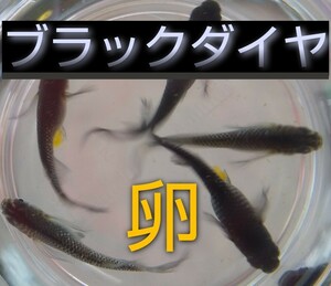 【卵】ブラックダイヤ オロチ めだか サタン 松井鰭長 天女の舞 優雅に泳ぐロングフィン 受け継がれる蒼い煌めき 癒しのメダカ