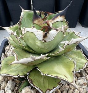 [Lj_plants]W126 new kind. forerunner. agave chitanota.... a little over . large . cover direct series . stock 1 stock 
