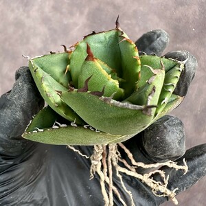 【Lj_plants】W505 アガベ 多肉植物 ジャガーノート 純血 'Juggernaut' pure blood 極上美株