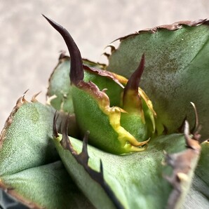 【Lj_plants】W539 アガベ チタノタ ウルヴァリン agave 金剛狼 極上強棘 狂刺 極上子株 の画像3