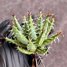 【Lj_plants】W694 株を厳選する Aloe erinacea アロエ エリナケア 極上強棘 特選極上美株 5株同梱_画像5