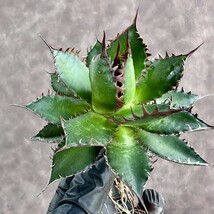 【Lj_plants】W749 多肉植物 アガベ強棘ホリダ horrida 極上強棘 極上美株_画像4