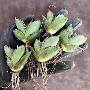 [Lj_plants]W106 agave chitanota south Africa diamond finest quality a little over . madness . a little over white . ultimate . stock 5 stock including in a package 