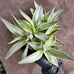 [Lj_plants]W20 succulent plant agave Milky Way . person clear . finest quality .. wheel .S Class is rare stock ultimate beautiful finest quality . stock 5 stock including in a package 
