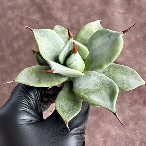 [Lj_plants]W2 суккулентное растение агава isis men sis 1 шт . редкий АО первоклассный прекрасный АО 