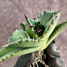 【Lj_plants】W33アガベ チタノタ キューピッド/翼竜 agave titanota Cupid 強棘 厳選極上美株_画像2