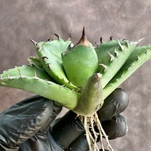 【Lj_plants】W33アガベ チタノタ キューピッド/翼竜 agave titanota Cupid 強棘 厳選極上美株_画像8