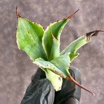 【Lj_plants】 W39 新種の先発です アガベ ボビコル又一タ 「Bovicornutavariegated」 白覆輪錦 鮮明錦 美株_画像8