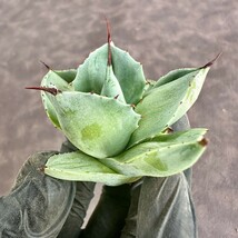 【Lj_plants】W73 多肉植物 アガベ 雷神石化し 厚葉せきか 特殊凸凹斑入り Sクラスは希少株 極上美株_画像6