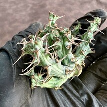 【Lj_plants】W75 ユーフォルビア ホルウーディ Euphorbia horwoodii 多肉植物 サボテン ホールウッディ ホルウッディー ホリダ オベサ_画像3