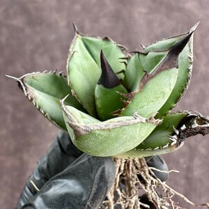 [Lj_plants]W114 special selection stock agave chitanota real raw less name large . cover short . leaf a little over . selection . stock ultimate beautiful stock 
